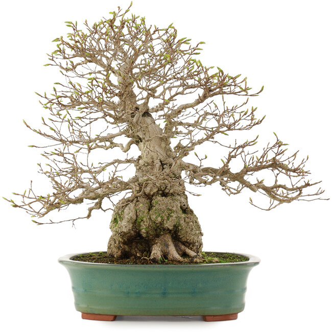 Carpinus coreana, 53,5 cm, ± 40 jaar oud