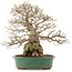 Carpinus coreana, 53,5 cm, ± 40 ans