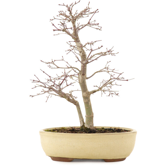 Acer palmatum, 35 cm, ± 15 jaar oud