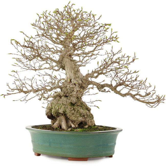 Carpinus coreana, 53,5 cm, ± 40 ans