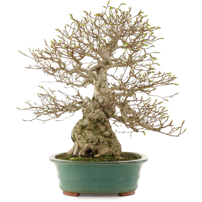 Carpinus coreana, 53,5 cm, ± 40 ans