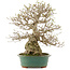 Carpinus coreana, 53,5 cm, ± 40 jaar oud