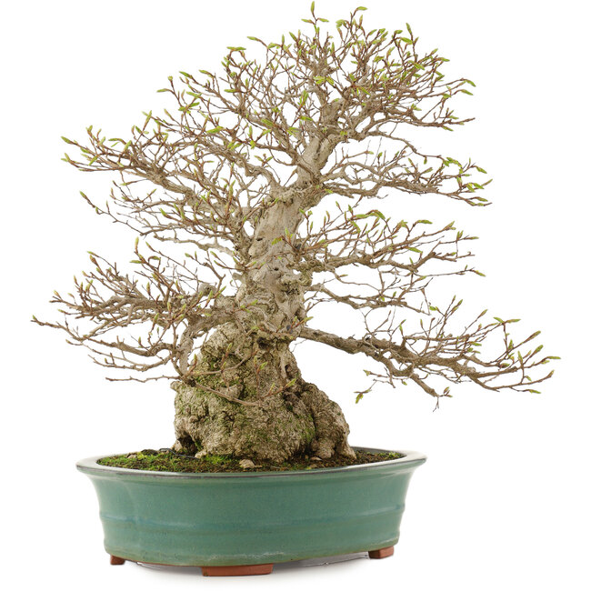 Carpinus coreana, 53,5 cm, ± 40 jaar oud