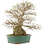 Carpinus coreana, 53,5 cm, ± 40 ans