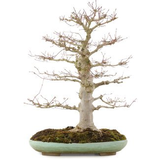 Acer palmatum, 61,5 cm, ± 30 jaar oud