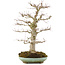 Acer palmatum, 61,5 cm, ± 30 years old