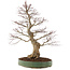 Acer palmatum, 62 cm, ± 25 Jahre alt