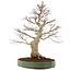 Acer palmatum, 62 cm, ± 25 Jahre alt