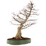 Acer palmatum, 62 cm, ± 25 jaar oud