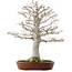 Fagus crenata, 76 cm, ± 40 years old