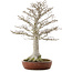 Fagus crenata, 76 cm, ± 40 years old