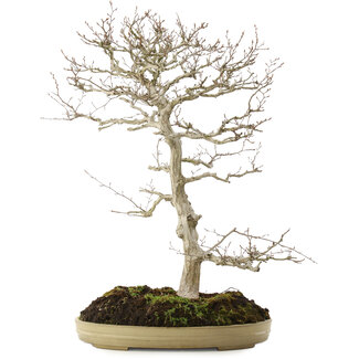 Carpinus coreana, 70 cm, ± 20 ans