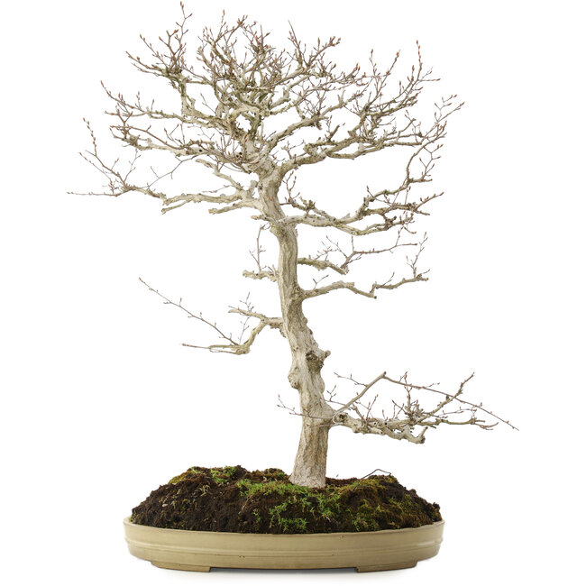 Carpinus coreana, 70 cm, ± 20 ans