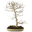 Carpinus coreana, 70 cm, ± 20 ans