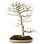 Carpinus coreana, 70 cm, ± 20 years old