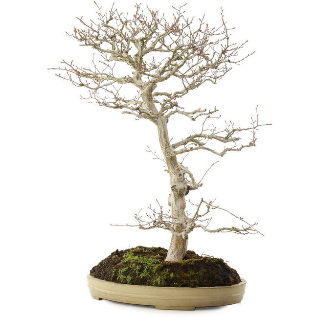 Carpinus coreana, 70 cm, ± 20 anni
