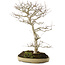Carpinus coreana, 70 cm, ± 20 ans