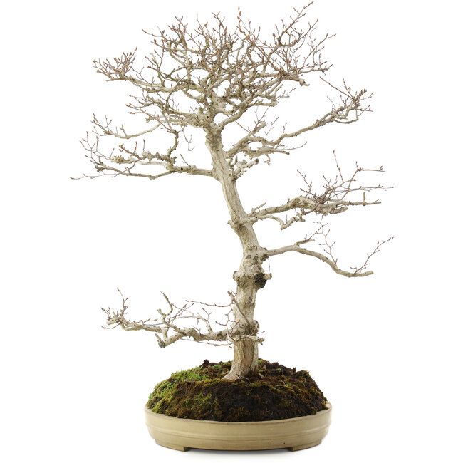 Carpinus coreana, 70 cm, ± 20 ans