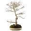 Carpinus coreana, 70 cm, ± 20 jaar oud