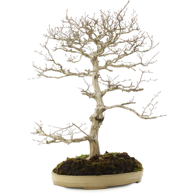 Carpinus coreana, 70 cm, ± 20 anni
