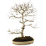 Carpinus coreana, 70 cm, ± 20 ans