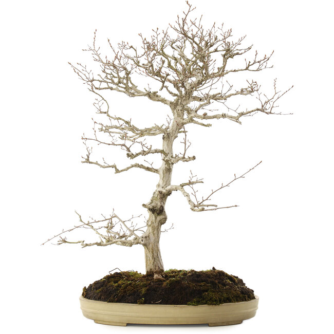 Carpinus coreana, 70 cm, ± 20 ans