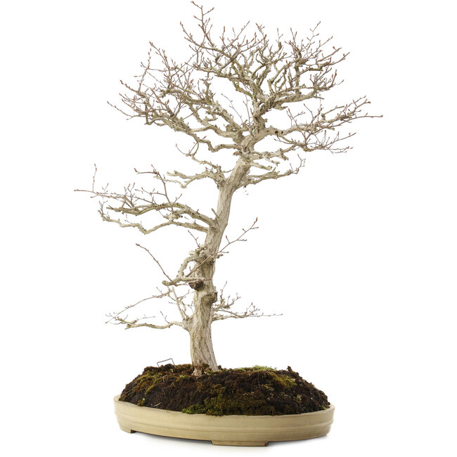 Carpinus coreana, 70 cm, ± 20 jaar oud
