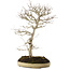 Carpinus coreana, 70 cm, ± 20 ans