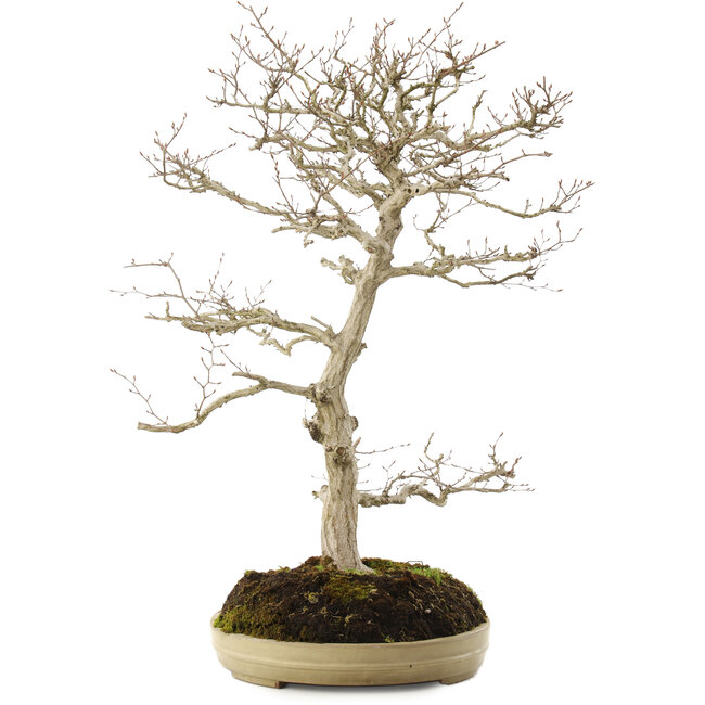 Carpinus coreana, 70 cm, ± 20 ans