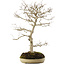 Carpinus coreana, 70 cm, ± 20 ans