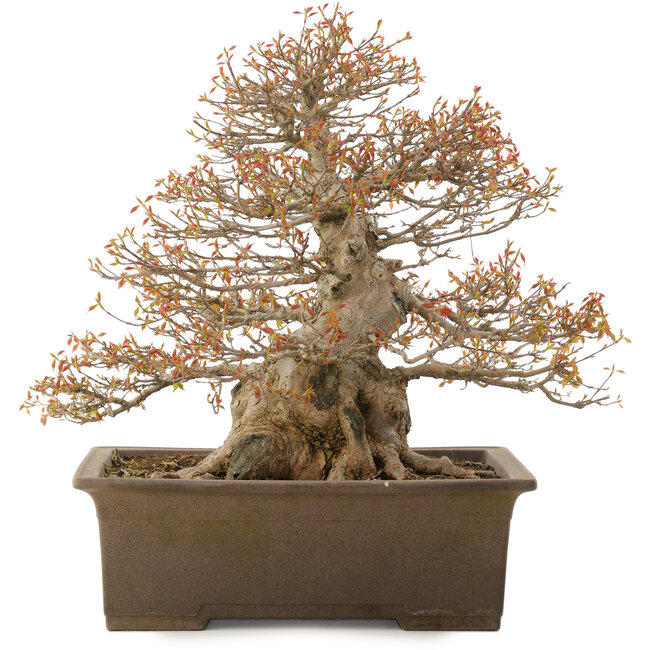 Acer buergerianum, 43 cm, ± 20 jaar oud