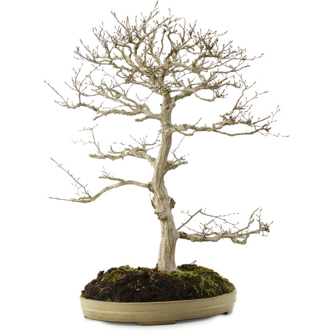 Carpinus coreana, 70 cm, ± 20 ans