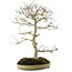 Carpinus coreana, 70 cm, ± 20 Jahre alt