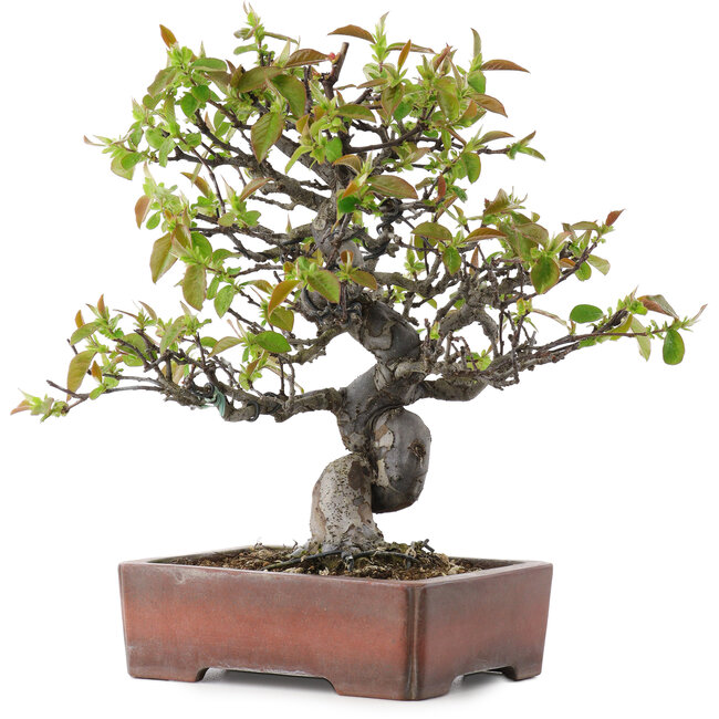Pseudocydonia sinensis, 29 cm, ± 20 ans, dans un pot japonais fait main par Zenigo