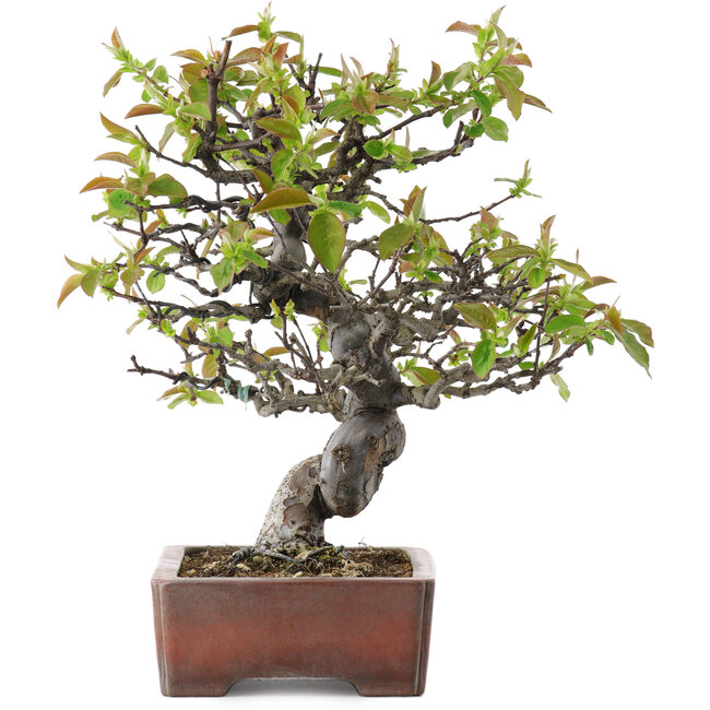 Pseudocydonia sinensis, 29 cm, ± 20 years old, in a handmade Japanese pot by Zenigo