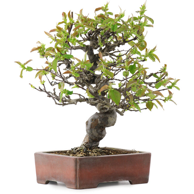 Pseudocydonia sinensis, 29 cm, ± 20 years old, in a handmade Japanese pot by Zenigo