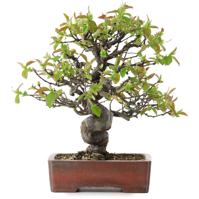 Pseudocydonia sinensis, 29 cm, ± 20 years old, in a handmade Japanese pot by Zenigo