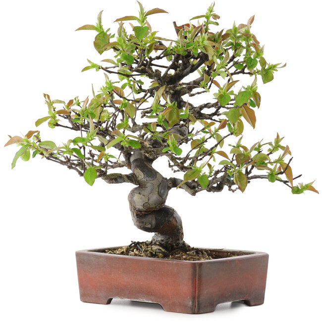 Pseudocydonia sinensis, 29 cm, ± 20 years old, in a handmade Japanese pot by Zenigo