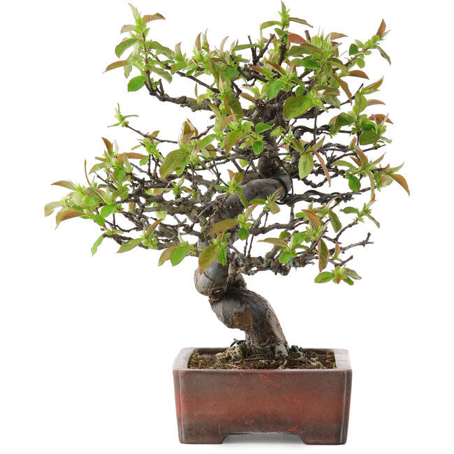 Pseudocydonia sinensis, 29 cm, ± 20 anni, in un vaso giapponese fatto a mano da Zenigo