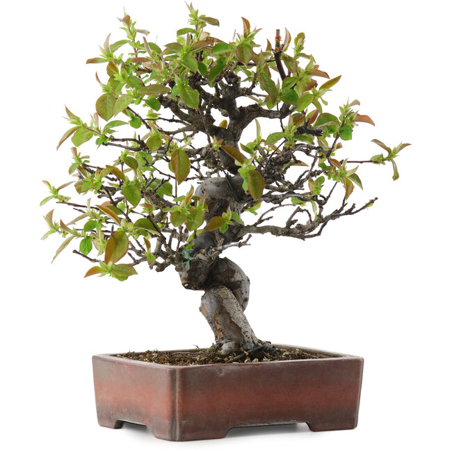 Pseudocydonia sinensis, 29 cm, ± 20 years old, in a handmade Japanese pot by Zenigo