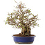 Carpinus coreana, 39 cm, ± 35 years old