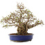 Carpinus coreana, 39 cm, ± 35 Jahre alt