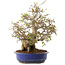 Carpinus coreana, 39 cm, ± 35 years old