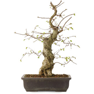 Carpinus coreana, 52 cm, ± 20 años