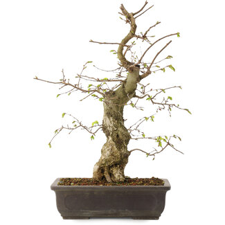 Carpinus coreana, 52 cm, ± 20 ans