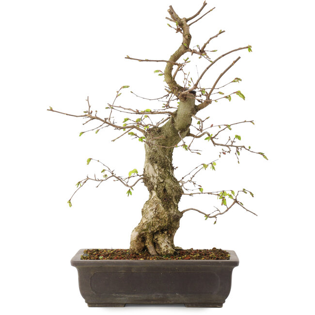 Carpinus coreana, 52 cm, ± 20 ans
