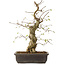 Carpinus coreana, 52 cm, ± 20 ans