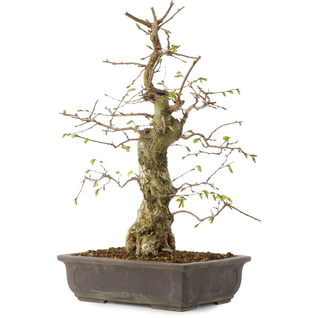 Carpinus coreana, 52 cm, ± 20 ans