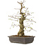 Carpinus coreana, 52 cm, ± 20 años