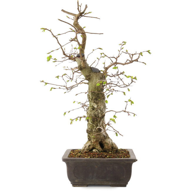 Carpinus coreana, 52 cm, ± 20 anni